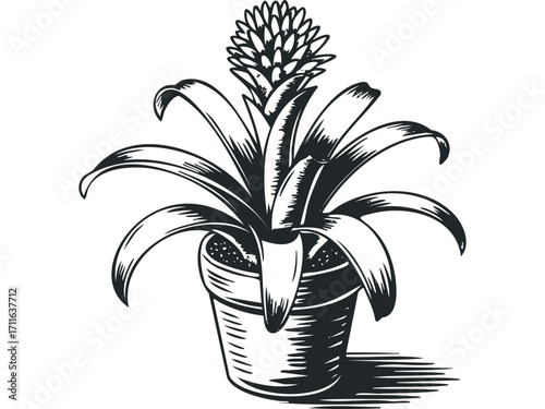 Bromeliad plant in a pot with a flowering spike. Vector hand drawn illustration