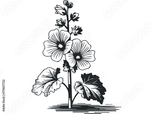 Hollyhock plant with open flowers and buds on transparent background. Vector hand drawn illustration
