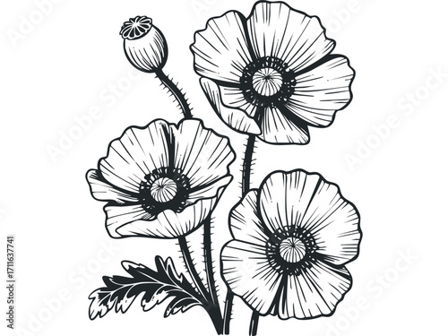 Botanical line drawing of three poppy flowers with seed pod. Vector hand drawn illustration