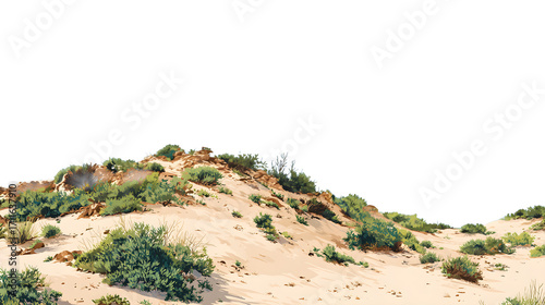 Coastal sand dune vegetation isolated on white background
