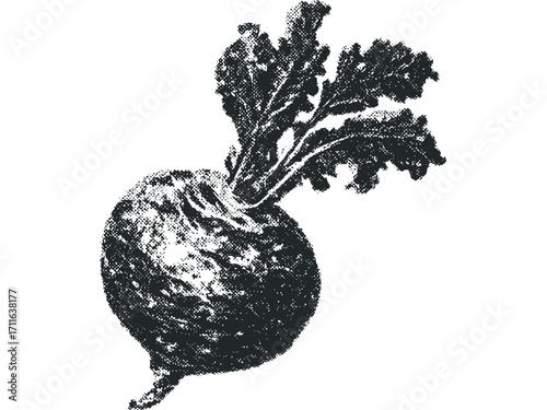 Textured grayscale outline of a beet with leafy greens. Vector hand drawn illustration