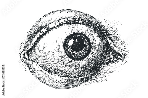 Detailed vintage style eye illustration transparent. Vector hand drawn illustration