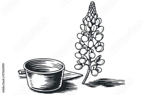 Line drawing of a lupine flower next to a scoop on a transparent background. Vector hand drawn illustration