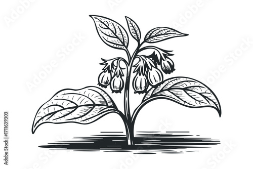 Ink sketch of a flowering plant with bell shaped blooms and leaves. Vector hand drawn illustration