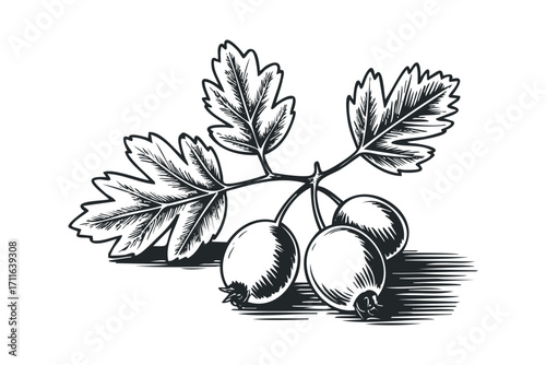 Woodcut style hawthorn berry branch with leaves on transparent background. Vector hand drawn illustration