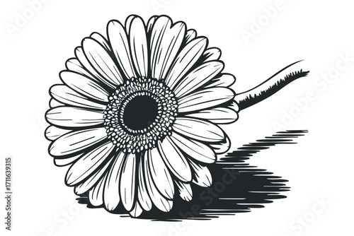 Black and White Outline of a Daisy Flower with Shadow. Vector hand drawn illustration