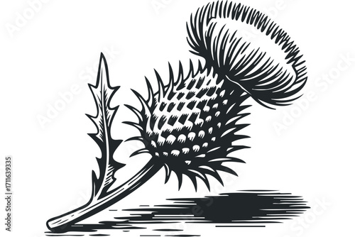 Black and white line art of a single thistle bloom with stem. Vector hand drawn illustration