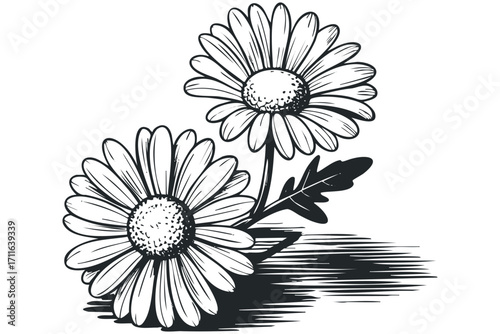 Two daisies with stems and leaves on transparent background. Vector hand drawn illustration