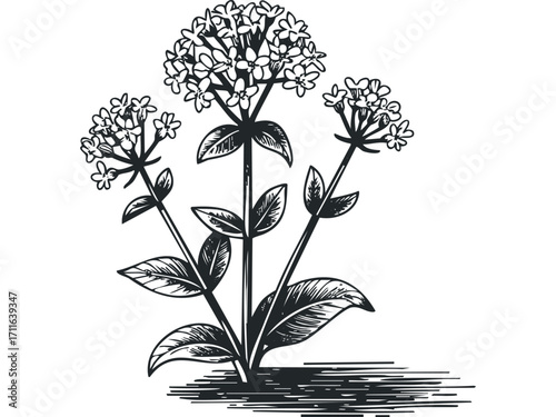Line drawing of flowering plant with detailed leaves and shadow on white. Vector hand drawn illustration