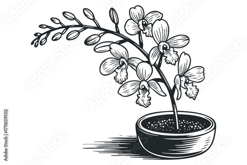 Orchid flower stalk with blooms and buds in pot. Vector hand drawn illustration