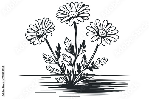 Three daisies with leaves on transparent background. Vector hand drawn illustration
