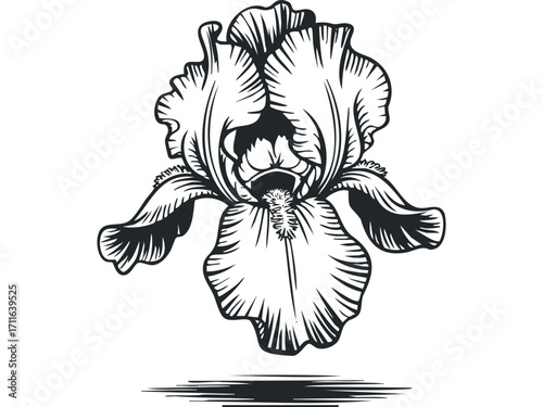 Black and White Line Art Iris Flower. Vector hand drawn illustration