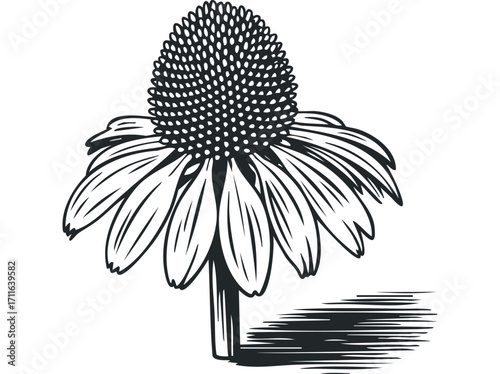 Echinacea flower line drawing transparent. Vector hand drawn illustration