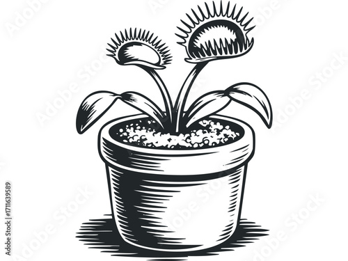 Monochromatic Venus Flytrap plant in pot. Vector hand drawn illustration