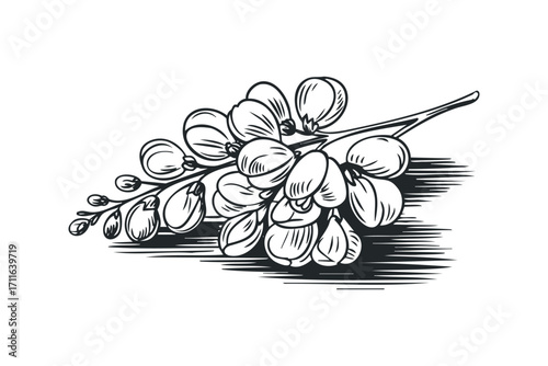 Botanical branch with unfolding buds illustration. Vector hand drawn illustration