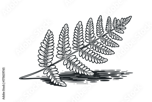 Fern frond black and white line drawing on transparent background. Vector hand drawn illustration