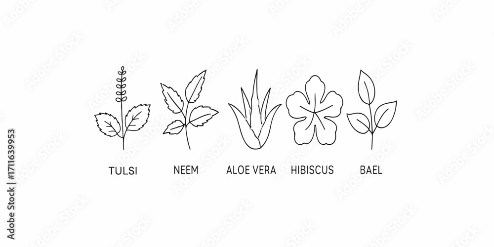 Obraz premium Print Line art vector icons of Tulsi, Neem, Aloe Vera, Hibiscus, and Bael leaves – thin clean outlines, isolated on white.