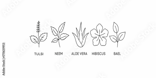 Print   Line art vector icons of Tulsi, Neem, Aloe Vera, Hibiscus, and Bael leaves – thin clean outlines, isolated on white.