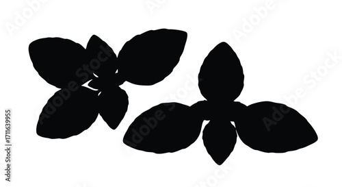 Two black silhouettes of fresh basil leaves representing culinary herb and flavor vector