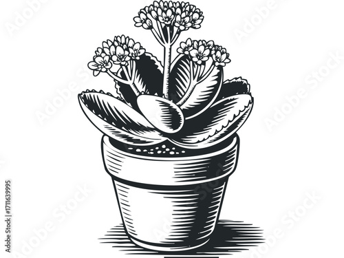 Potted flowering succulent plant on transparent background. Vector hand drawn illustration