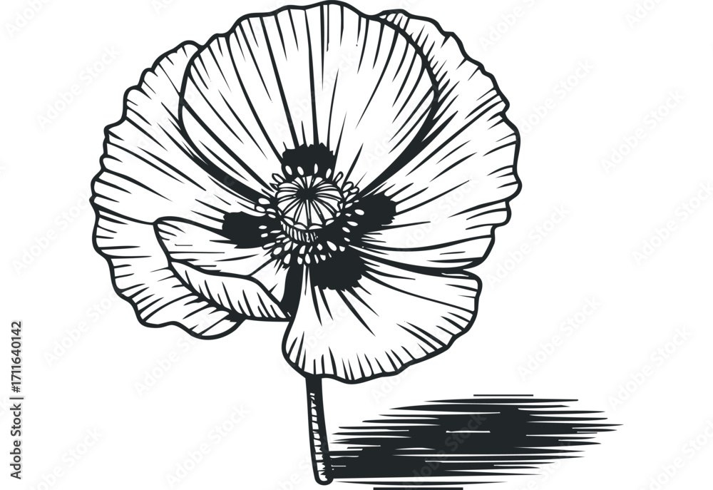 Obraz premium Line Art Poppy Flower Isolated on Transparent Background. Vector hand drawn illustration