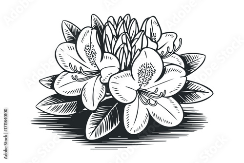 Hand Drawn Rhododendron Flower Bouquet on Transparent Background. Vector hand drawn illustration