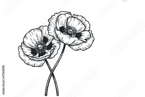 Line drawing of two poppy flowers with stems on a transparent background. Vector hand drawn illustration
