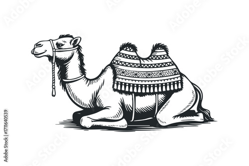 Line Art Camel Transparent Background. Vector hand drawn illustration