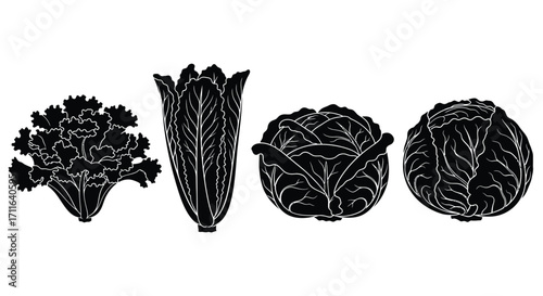 Diverse cabbage varieties and leafy greens displayed as detailed silhouettes for fresh produce vector
