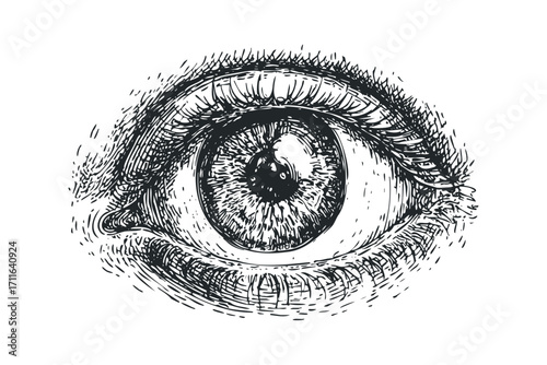 Detailed ink sketch of an open human eye with intricate iris and lashes,. Vector hand drawn illustration