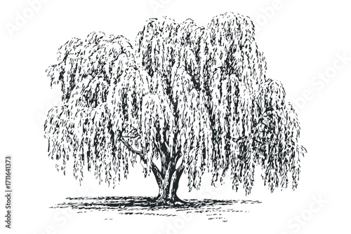 Weeping Willow Tree Outline. Vector hand drawn illustration