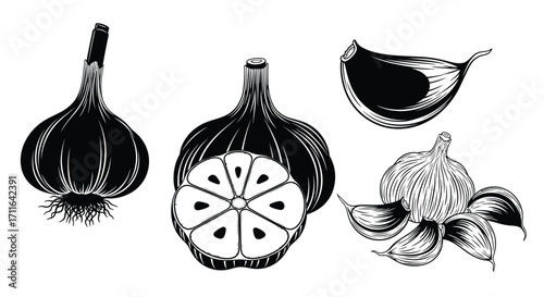 Hand drawn black garlic and cloves in a vintage botanical sketch style vector