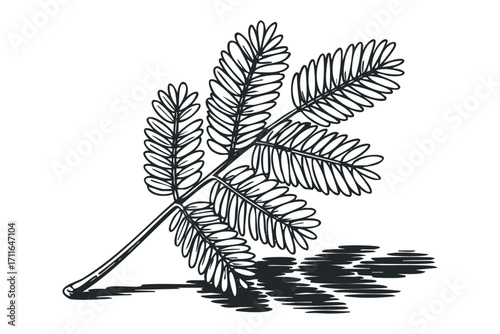 Detailed line drawing of a delicate fern frond with a stylized shadow on transparent background. Vector hand drawn illustration