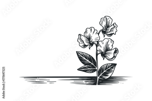 Stylized Sweet Pea Flowers and Leaves. Vector hand drawn illustration