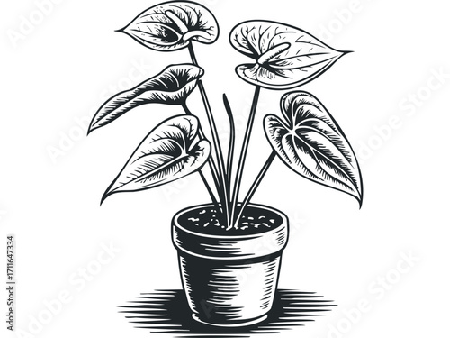 Black and white illustration of anthurium plant in a pot. Vector hand drawn illustration