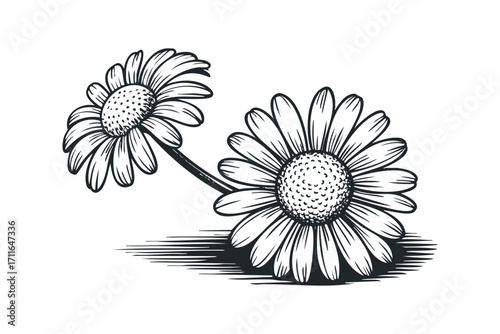 Daisy flower heads in sketch style with transparent background. Vector hand drawn illustration