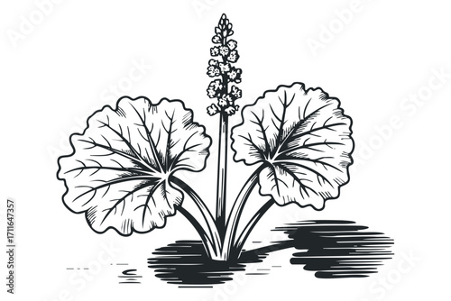 Botanical drawing of a plant with large leaves and a flower spike. Vector hand drawn illustration