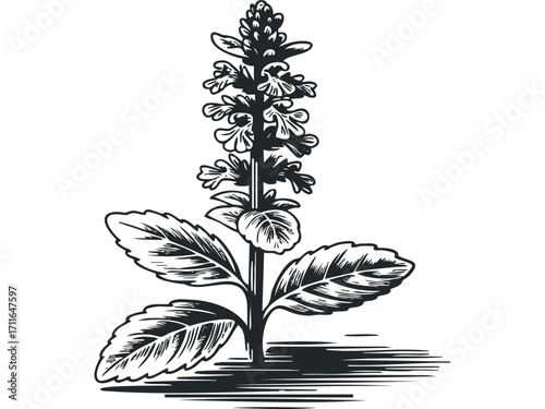 Black and white botanical drawing of a flowering plant with leaves and shadow. Vector hand drawn illustration