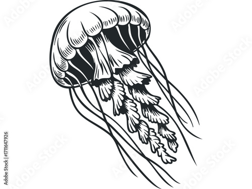 Black and white jellyfish, with transparent background. Vector hand drawn illustration