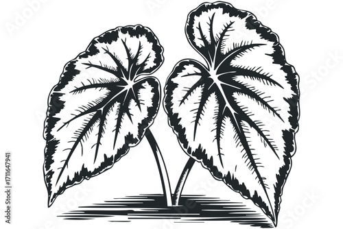 Black and white illustration of two large, textured plant leaves with prominent veins on a transparent background. Vector hand drawn illustration