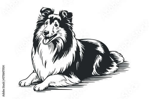 Collie dog lying down with tongue out. Vector hand drawn illustration