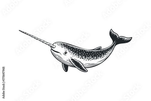 Narwhal ocean mammal with tusk swimming underwater,. Vector hand drawn illustration