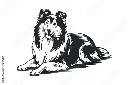 Collie dog portrait sketch on transparent background. Vector hand drawn illustration