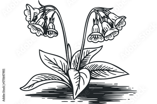 Black and white line drawing of bell shaped flowers with leaves. Vector hand drawn illustration