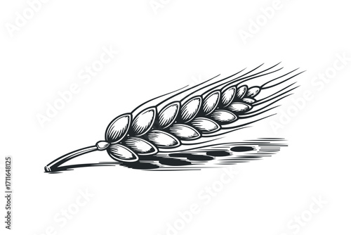 Grain stalk with falling seeds on a white background. Vector hand drawn illustration