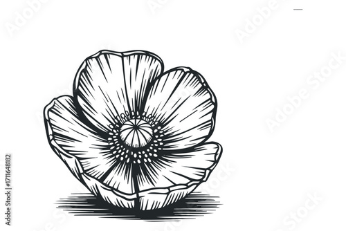 Line art poppy flower head isolated on transparent background. Vector hand drawn illustration