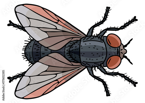 Illustration of a common house fly bug with detailed wings and furry body. Pest insect concept for hygiene and infestation control.