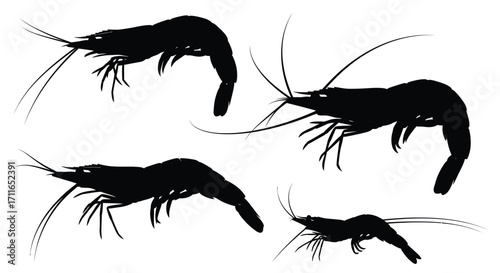 Dynamic silhouettes of four shrimp showcasing diverse poses and sizes against white vector