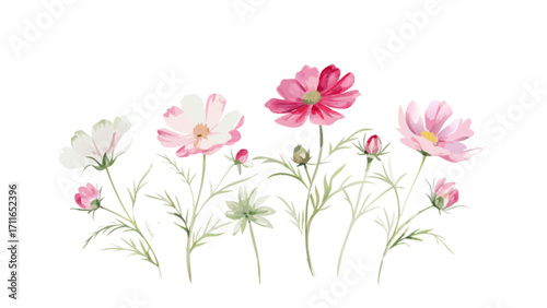 Watercolor illustration of cosmos flowers in shades of pink and white with green stems and buds line up