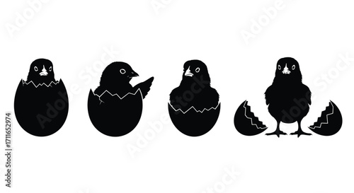Cute chick hatching from egg sequence silhouettes symbolizing new beginnings and growth vector